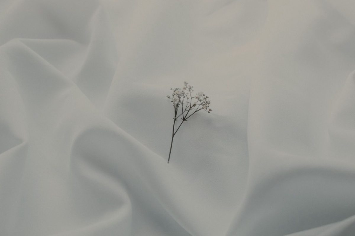 Draps coton peigné ou coton biologique : lequel choisir ?