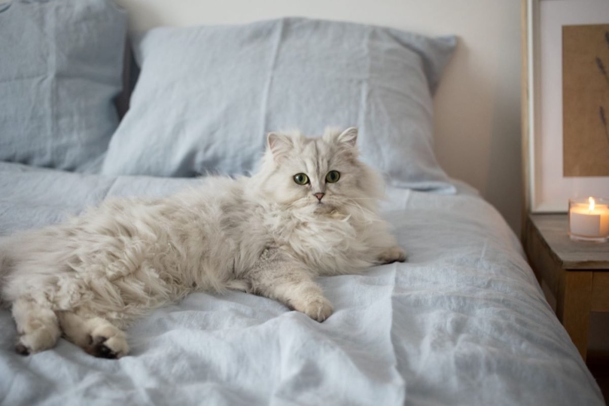 Lin lavé ou lin classique : choisir une housse de couette