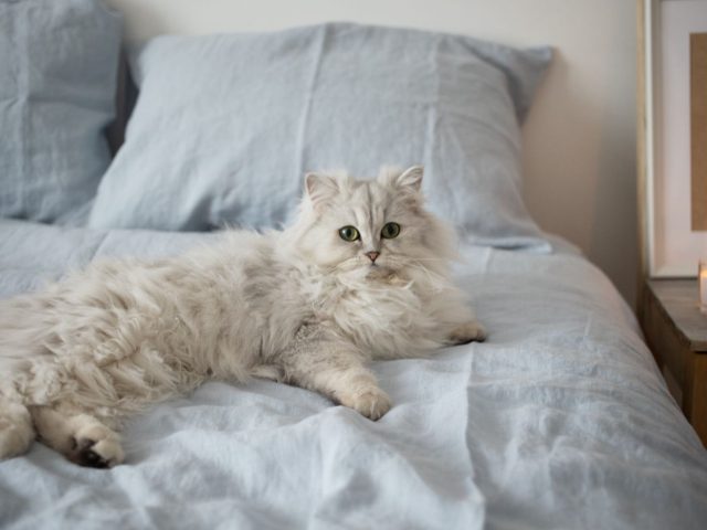Lin lavé ou lin classique : choisir une housse de couette