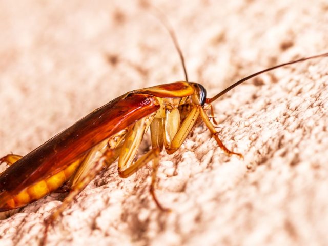 Dès l’apparition de signes, comment prévenir les punaises de lit